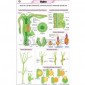 Hydra Chart, Zoology, School Education