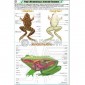 Frog Charts, Zoology, School Education