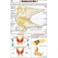 Birds Charts, Zoology, School Education
