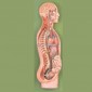 Sympathetic Nervous System