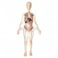 Visible Expectant Mother Anatomy Kit