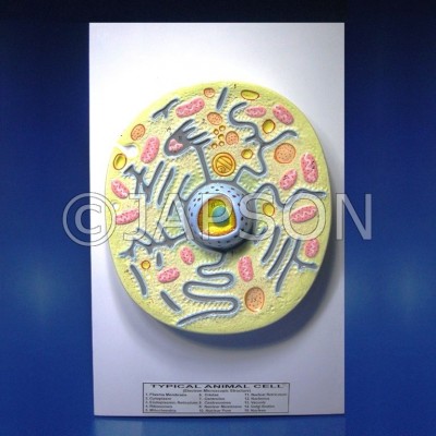 Animal Cell Model