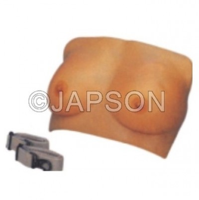 Breast Examination Model