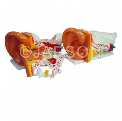 Ear model, PVC Plastic