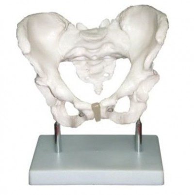 Human Adult Female Pelvis Structural Model