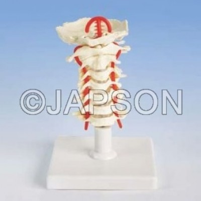 Human Cervical Spinal Column Model