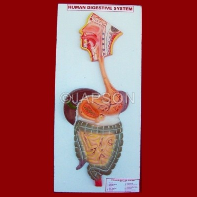 Human Digestive System