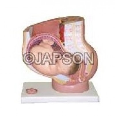 Human Female Pelvis (4 Parts) PVC Plastic