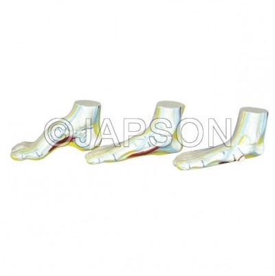 Human Foot Set Model