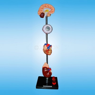 Human Hypertension Model, 6 Parts