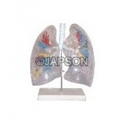 Human Lung Segment, Transparent