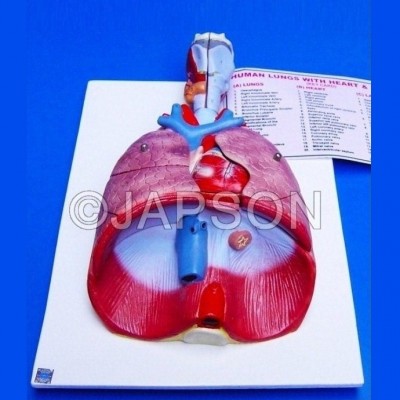 Human Lungs with Heart and Larynx