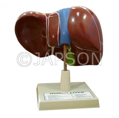 Human Model - Liver, on Stand, Big 