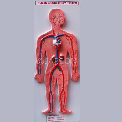 Human Model, Circulatory System, Big