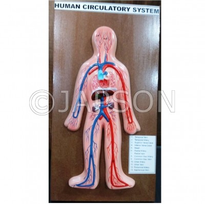 Human Model - Circulatory System, Small