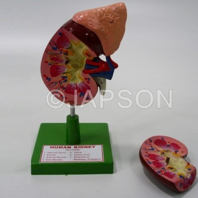 Human Model, Kidney