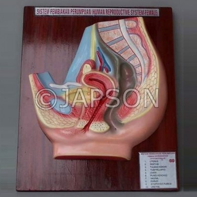 Human Model, Reproductive System, Female