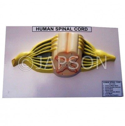 Human Model - Spinal cord