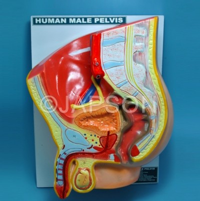Human Pelvis, Male