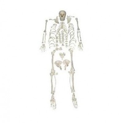 Human Skeleton Model, Disarticulated