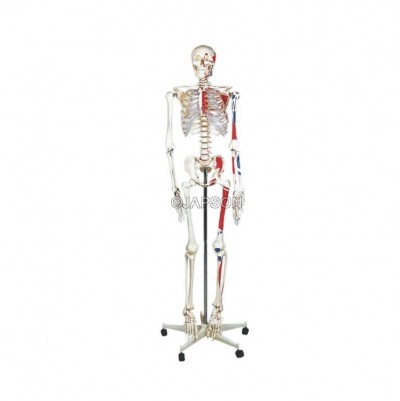 Human Skeleton Model, Painted, Life Size