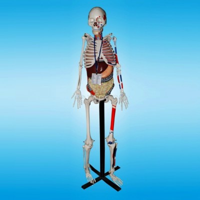 Human Skeleton with Internal Organs & Muscles