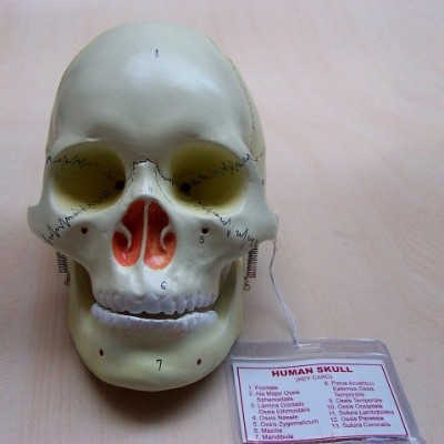 Human Skull Model