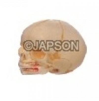 Human Skull Model, Infant