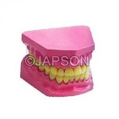 Human Teeth Model, Dental Care, Small