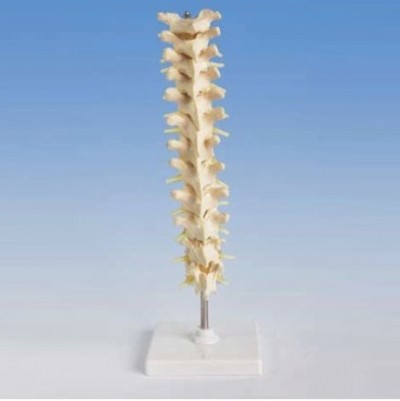 Human Thoracic Spinal Column Model