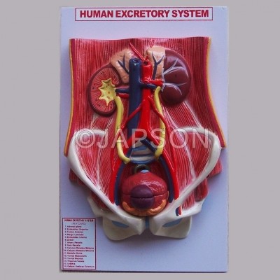 Human Urinary System (Deluxe)