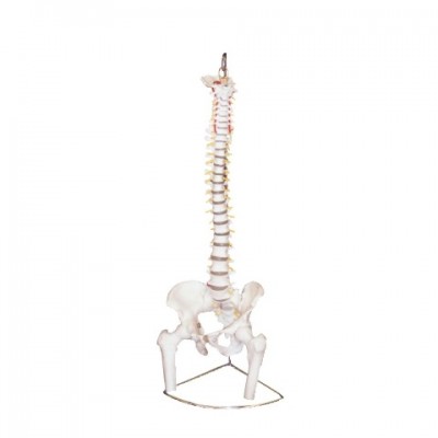 Human Vertebral Model With Pelvis & Femur Heads