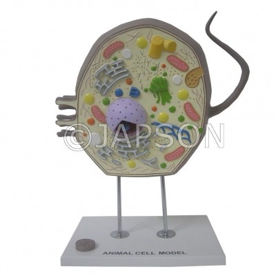 Model, Animal Cell