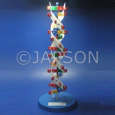 Model, DNA