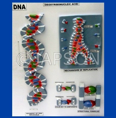 Model, DNA Structure, on Board