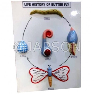 Model, Life History of Butterfly