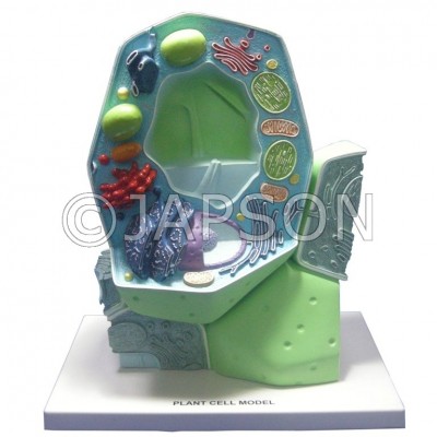 Model, Plant Cell