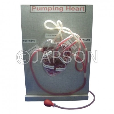 Model, Pumping Heart