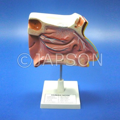Human Model - Nose on Stand