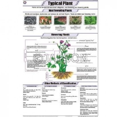 Plant Charts, Botany, School Education