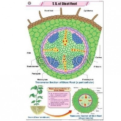 Root Charts, Botany, School Education