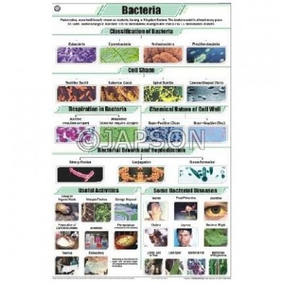 Bacteria Chart, Botany, School Education