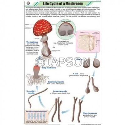 Fungi Charts, Botany, School Education