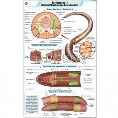 Worm Charts, Zoology, School Education