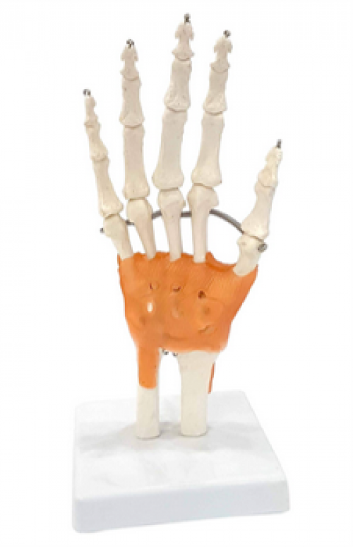 Model of Muscle Ligaments