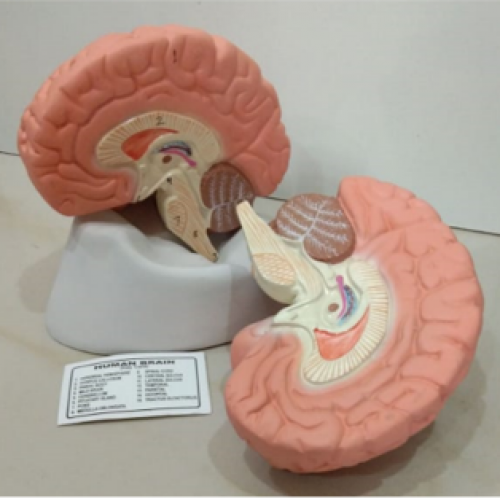 Model of Human Brain