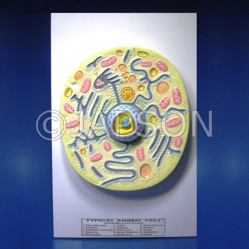 Animal Cell Model - Zoology and Botany Models - Biology Lab Products -  Products