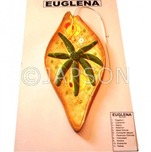 Euglena Model