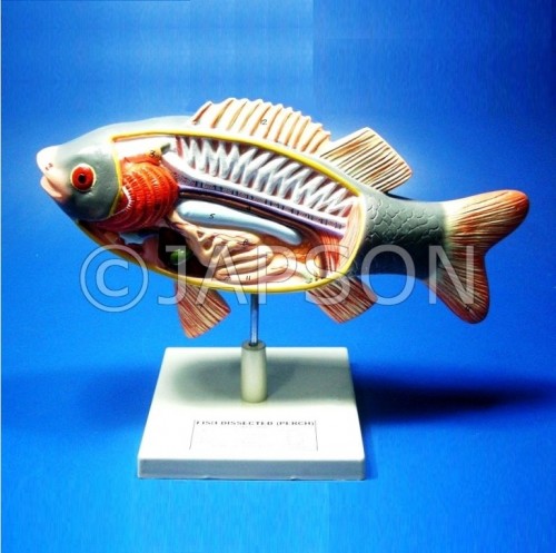 Fish Model, Superior