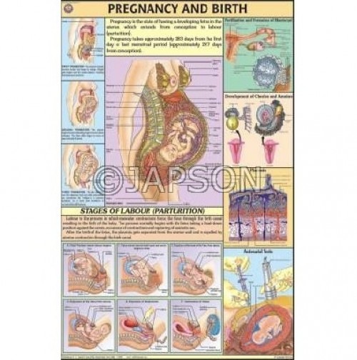 Human Reproductive System, Charts, School Education